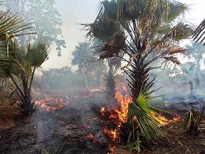 Hawaii Wildfires Response