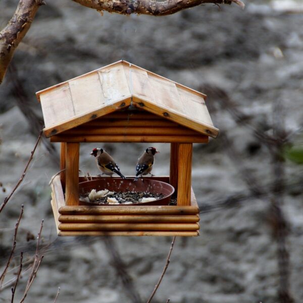 Deliver Bird Feeders to Nursing Home
